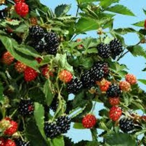 Ouachita Blackberry 2 Live Starter Plants, Thornless Berry Bush, Disease Resistant afbeelding 4