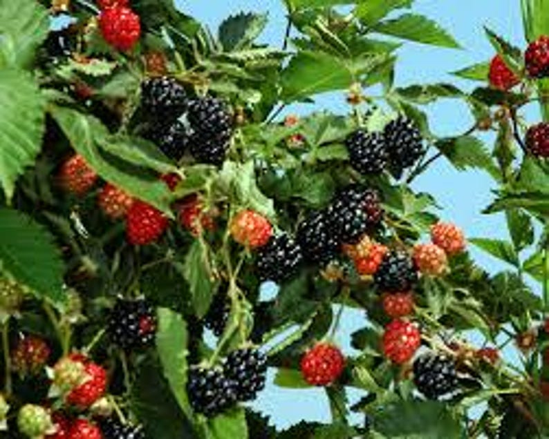 Ouachita Blackberry 2 Live Starter Plants, Thornless Berry Bush, Disease Resistant afbeelding 4