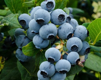 Biloxi Blueberry Starter Plant: Southern Highbush Variety - 4-8 inches tall