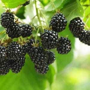Chester Blackberry, 2 Live Starter Plants, Thornless Berry Bush, Large Sweet Berries, Cold Hardy, 4–8 in image 4