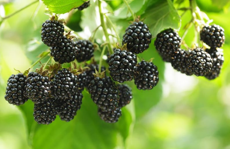 Chester Blackberry, 2 Live Starter Plants, Thornless Berry Bush, Large Sweet Berries, Cold Hardy, 4–8 in image 4