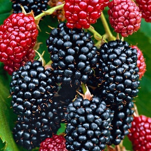 Navaho Blackberry, 2 Live Starter Plants, Thornless Berry Bush, Sweet High-Sugar Berries, 4–8 in image 10