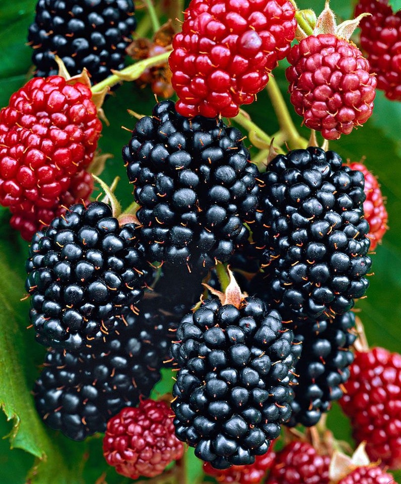 Navaho Blackberry, 2 Live Starter Plants, Thornless Berry Bush, Sweet High-Sugar Berries, 4–8 in image 10