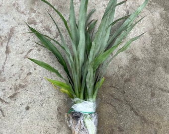 Sugarloaf Pineapple Plant, White Flesh Tropical Fruit, Edible Core