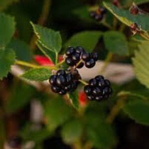 May include: Close-up of a blackberry plant with ripe, dark purple berries. The berries are clustered on green stems with serrated leaves. The background is blurred, suggesting a natural outdoor setting.