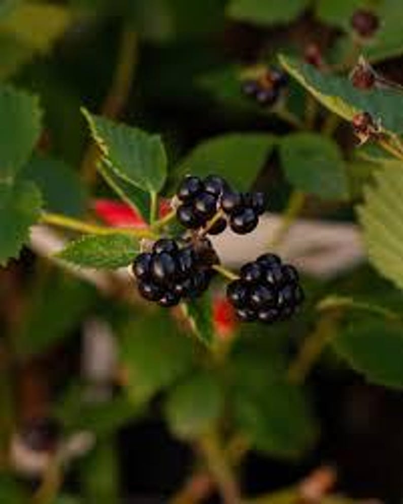 May include: Close-up of a blackberry plant with ripe, dark purple berries. The berries are clustered on green stems with serrated leaves. The background is blurred, suggesting a natural outdoor setting.