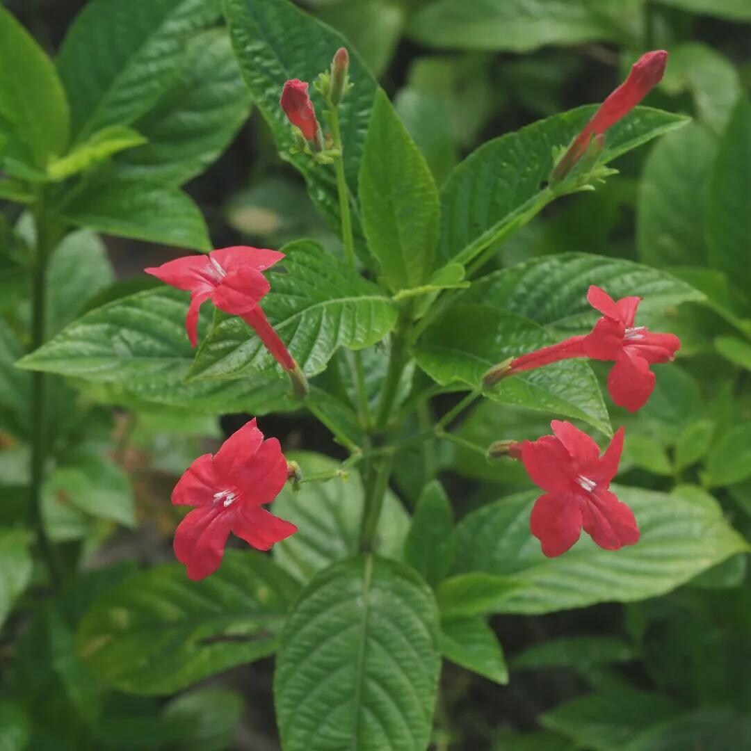 2 Ruellia Brazilian Red Starter Plants, Tropical Scarlet Flowering ...