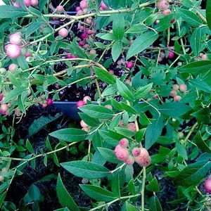 May include: Close-up of a blueberry bush with green leaves and pink and white blueberries.