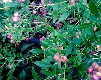 Pink Lemonade Blueberry Plant, Edible Pink Berry Bush, Patio Fruit Shrub