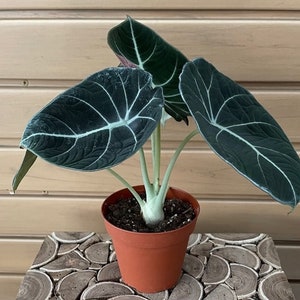 Black Velvet Alocasia Starter Indoor Plant - 4-6 inches baby plant - Alocasia reginula - Little Queen Plant - Indoor Plant