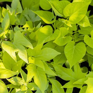 May include: Close-up of bright green sweet potato vine leaves. The leaves have a heart shape and are a vibrant chartreuse color. The image is well-lit, showing the texture and details of the foliage.