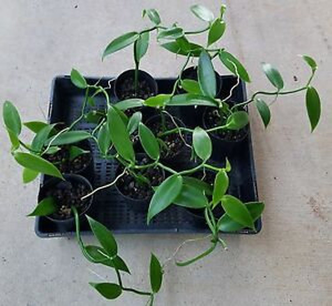 Vanilla Bean Orchid Vanilla Planifolia Starter Plant Etsy