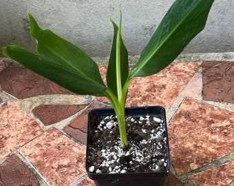 Veinte Cohol Banana Tree Starter Plant - 3-5 inches Live Banana - Fast Growing Banana Tree - Live Banana Plant - Banana Tree