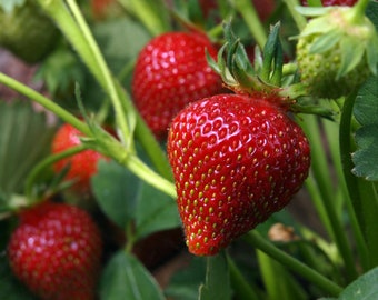 Strawberry Plant - Old North Sea Strawberry - Heirloom Sweet Strawberry - Strawberry Plants For Planting - Fruit Bush