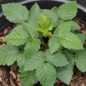 Puede incluir: Primer plano de una peque&ntilde;a planta verde con muchas hojas que crece en una maceta negra. La maceta est&aacute; llena de mantillo marr&oacute;n.