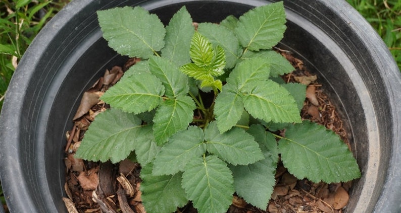 Puede incluir: Primer plano de una peque&ntilde;a planta verde con muchas hojas que crece en una maceta negra. La maceta est&aacute; llena de mantillo marr&oacute;n.