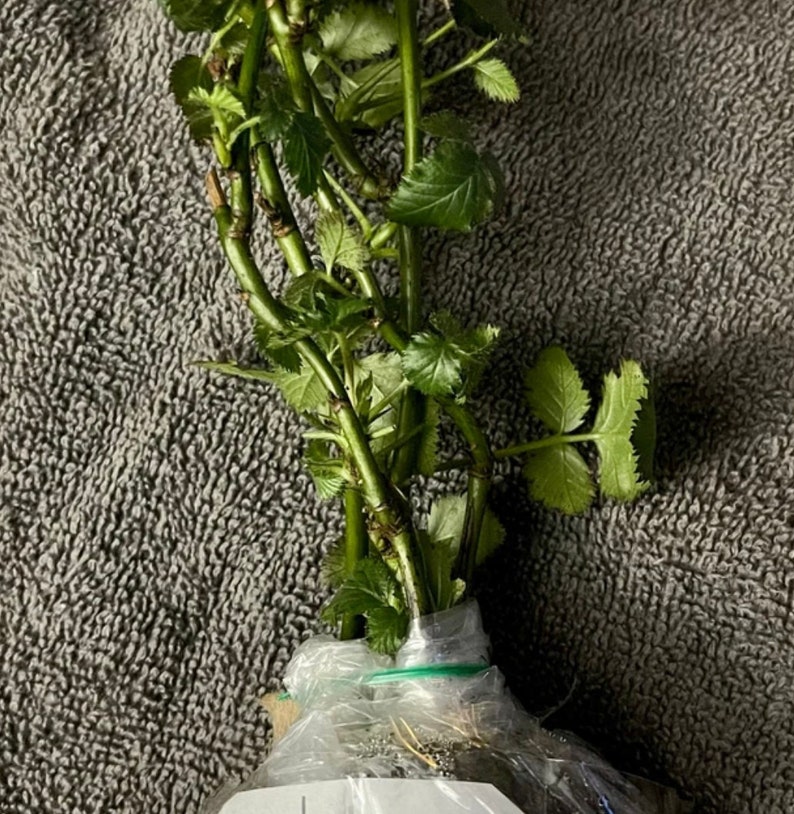 Navaho Blackberry, 2 Live Starter Plants, Thornless Berry Bush, Sweet High-Sugar Berries, 4–8 in image 4