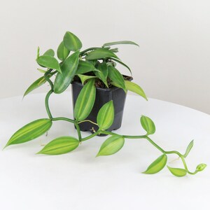 Variegated Vanilla Vines - 3-5 inches Starter Plant - Vanilla planifolia variegata - rare vanilla plant