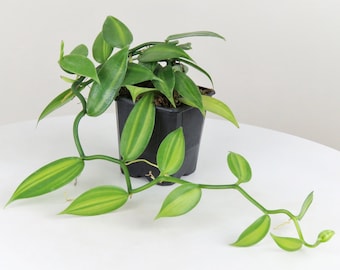 Variegated Vanilla Vines - 3-5 inches Starter Plant - Vanilla planifolia variegata - rare vanilla plant