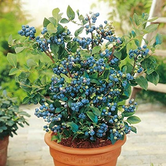 Tophat Dwarf Blueberry Plant Top Hat Blueberry Bush Live Etsy
