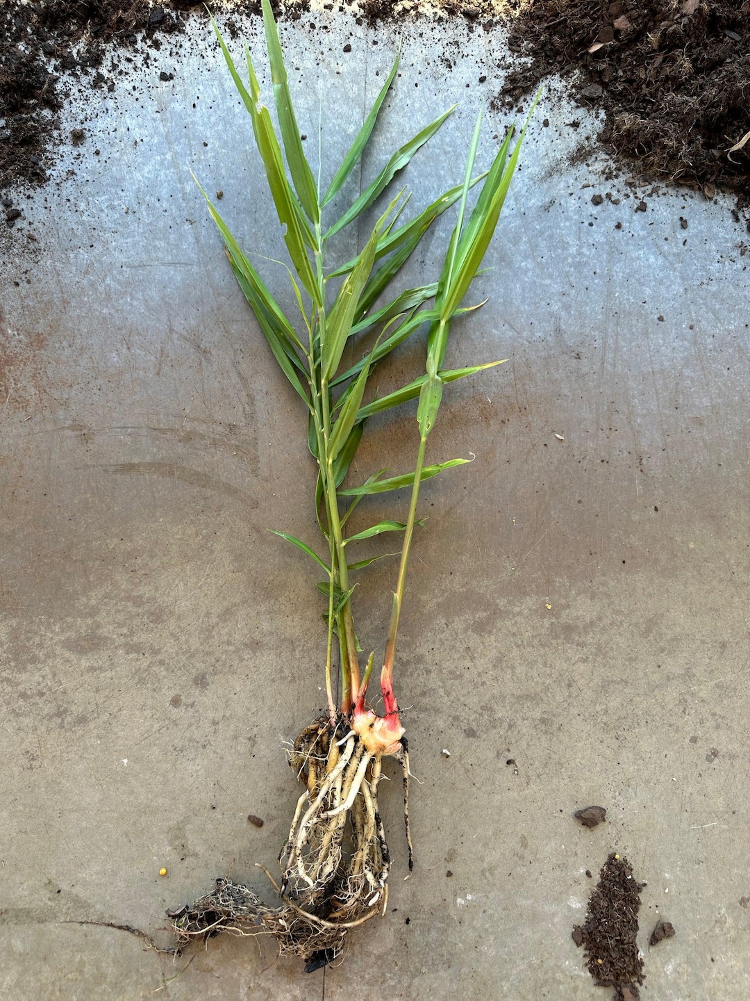 Live Ginger Root Plant, Edible Culinary Zingiber Officinale Starter ...