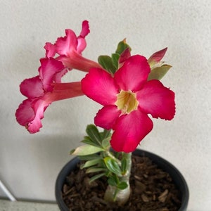 Red Desert Rose Starter Plant - Live Red Flower Plant - Starter Plant for Planting - Adenium Obesum Plant - Live Desert Rose