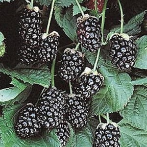 May include: Close-up of ripe blackberries on a vine with green leaves. The blackberries are a deep, dark purple color, and the leaves are a vibrant green. The image showcases the natural beauty of the fruit.