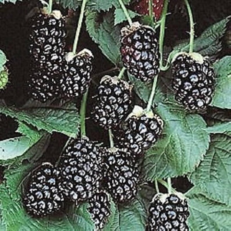 May include: Close-up of ripe blackberries on a vine with green leaves. The blackberries are a deep, dark purple color, and the leaves are a vibrant green. The image showcases the natural beauty of the fruit.