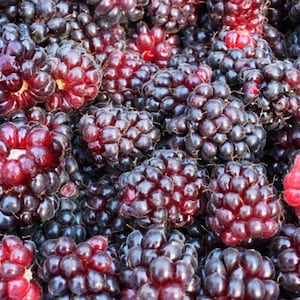 Boysenberry Starter Plant - Mix Raspberry Blackberry Loganberry and Dewberry  - Black Berry Bush - Live Fruit Plant - 4-6 Inch Starter