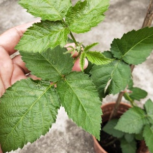 Triple Crown Thornless Blackberry Starter Plant - Rubus fruticosus - Fruit Bush - Edible Black Berry - Blackberry - Thornless Blackberry