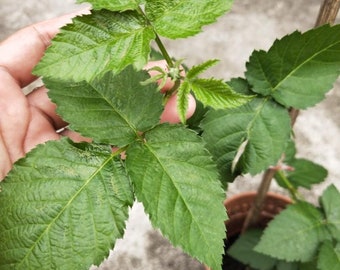 Triple Crown Blackberry Plant, Thornless Berry Bush, Large Sweet Fruit, Self-Fertile