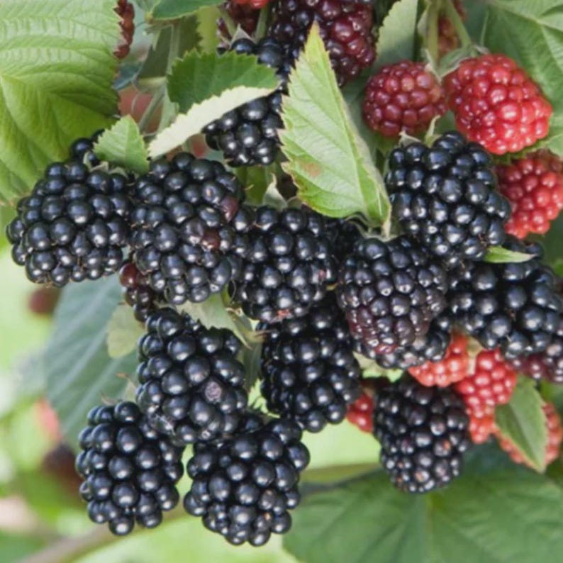 May include: Close-up of a blackberry bush with clusters of ripe, dark purple-black berries. Some berries are still red. Green leaves provide a backdrop. The image showcases the natural beauty of fresh, organic fruit.