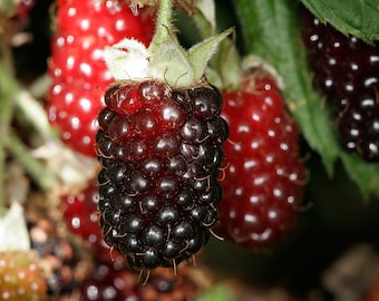 May include: Close-up of a cluster of ripe blackberries, some are dark purple and some are red. The berries are hanging from a vine with green leaves.