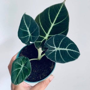 May include: A small potted plant with dark green, velvety leaves and white veins. The plant is in a teal pot.
