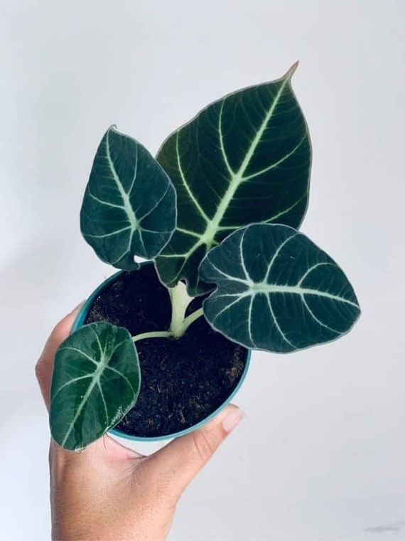 Black Velvet Alocasia, Live Starter Plant, Alocasia Reginula, Little Queen, Rare Houseplant, 4–6 in