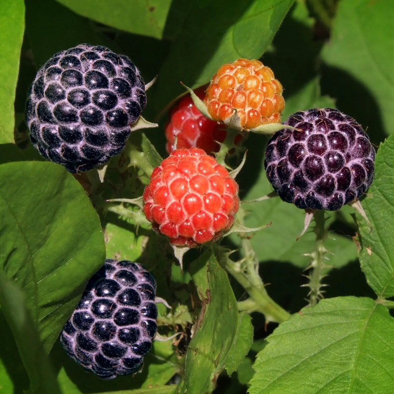 May include: Close-up of a branch with five ripe raspberries. Two are black, one is orange, and two are red.