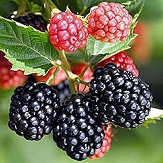 Thornless Blackberry 'Triple Crown' (Rubus fruticosus)