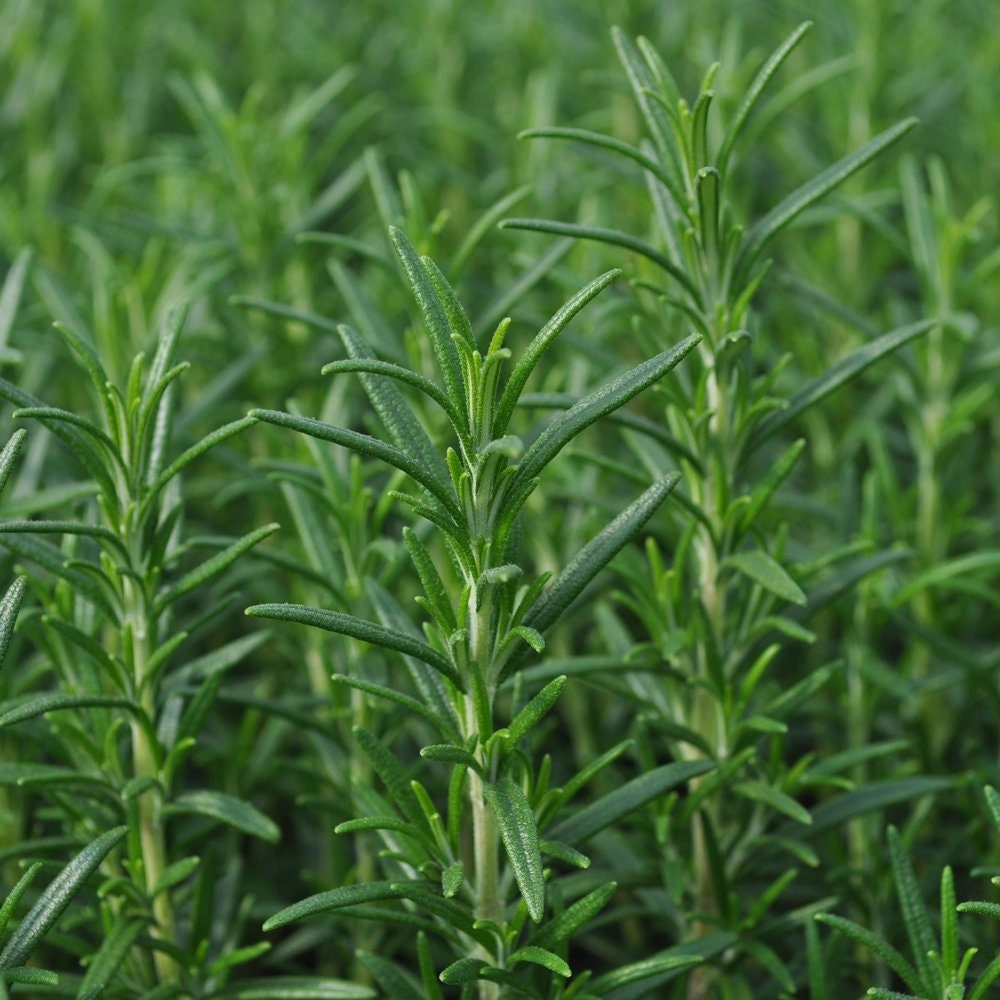 2 Arp Rosemary Plant Rosmarinus Officinalis Arp Florida Etsy