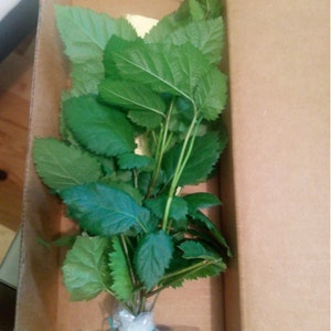 Navaho Blackberry, 2 Live Starter Plants, Thornless Berry Bush, Sweet High-Sugar Berries, 4–8 in image 9