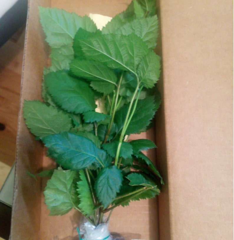 Navaho Blackberry, 2 Live Starter Plants, Thornless Berry Bush, Sweet High-Sugar Berries, 4–8 in image 9