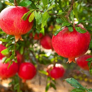 pomegranate punica
