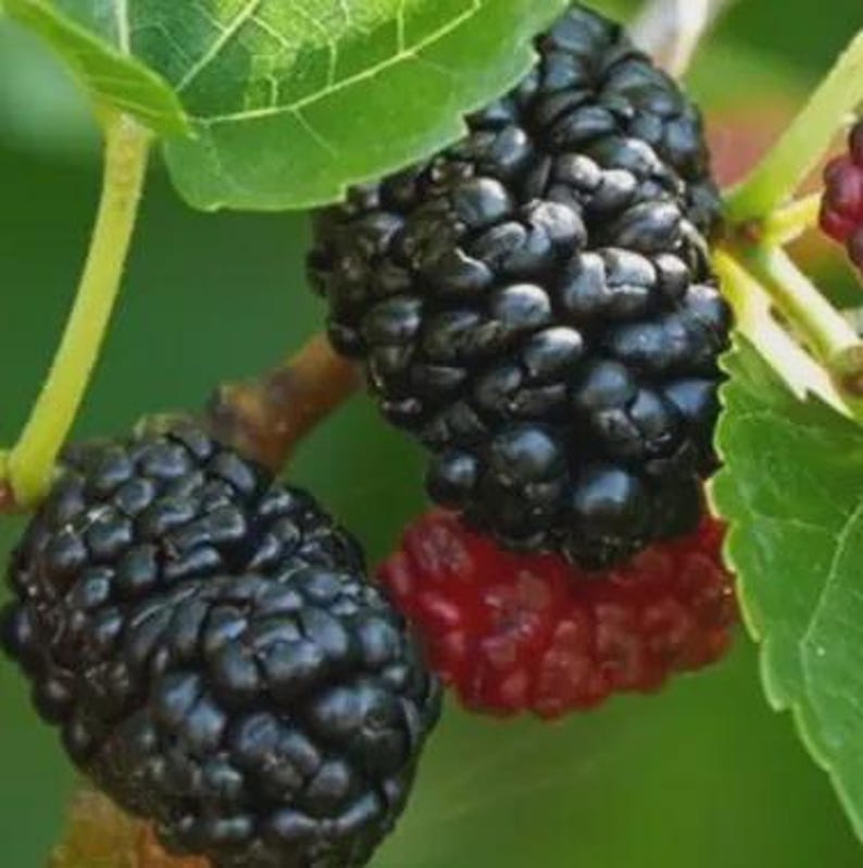 Puede incluir: Un racimo de moras negras maduras y una mora roja parcialmente madura colgando de una rama con hojas de color verde brillante. Las bayas tienen una superficie texturizada y rugosa y est&aacute;n unidas a tallos finos de color verde claro.