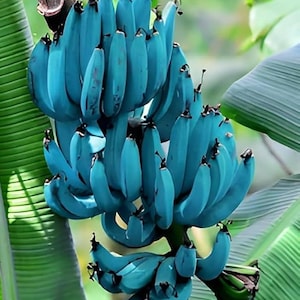 May include: A cluster of blue bananas hangs from a brown branch, surrounded by large green leaves. The bananas have a smooth texture and a vibrant, unusual color. The image showcases a unique variety of fruit.