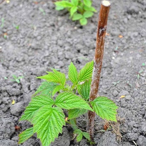 May include: A close-up of a young raspberry plant with green leaves growing in the ground. A brown wooden stake is supporting the plant.