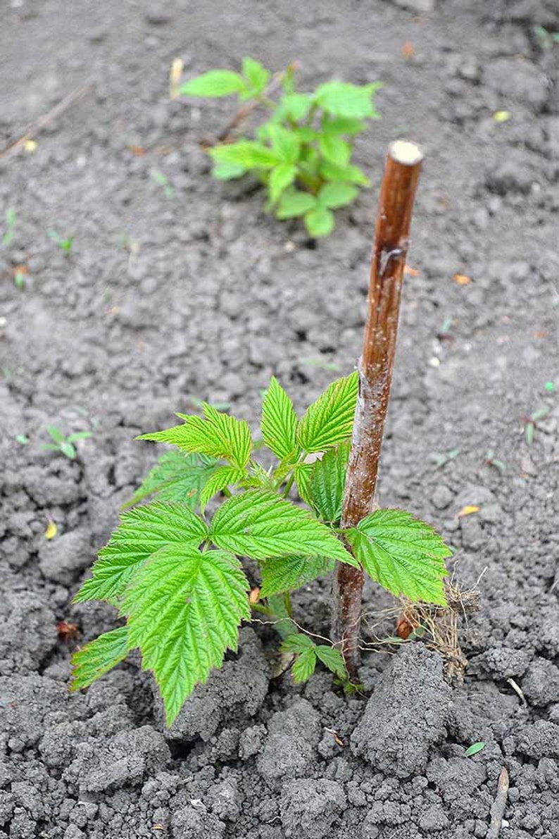 May include: A close-up of a young raspberry plant with green leaves growing in the ground. A brown wooden stake is supporting the plant.