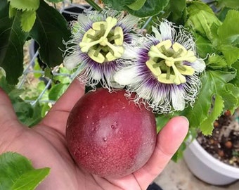 Passion Fruit Tree Starter Plant - Passiflora Purple Possum - Passion Fruit Live Plant - Fruit Tree - Edible Passion Fruit - Passion Fruit