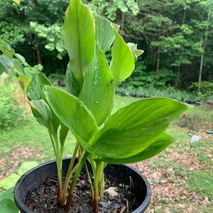 May include: A potted plant with vibrant green leaves and reddish stems. The leaves are broad and slightly curved, with visible water droplets. The plant is in a black plastic pot, set against a backdrop of green foliage and trees.