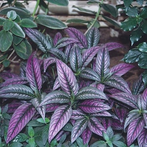May include: Close-up of a plant with vibrant purple and silver leaves. The leaves have a textured, veined pattern, and the plant is surrounded by other green foliage. The image is well-lit, highlighting the plant's unique color and texture.
