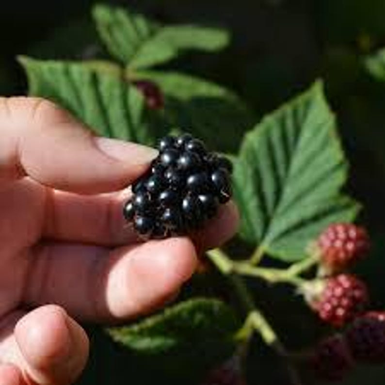 May include: A ripe, dark purple-black blackberry with a bumpy, segmented surface held between fingers, with additional unripe red berries and green serrated leaves visible on the plant stem in the background.