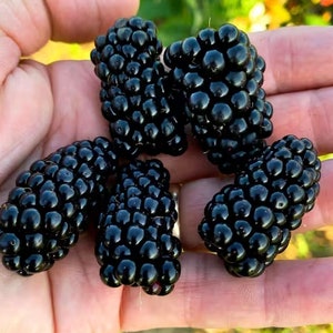 Puede incluir: Cinco moras maduras, cada una con una forma ligeramente diferente, se sostienen en una mano. Las bayas son oscuras y brillantes, con una superficie ligeramente texturizada.